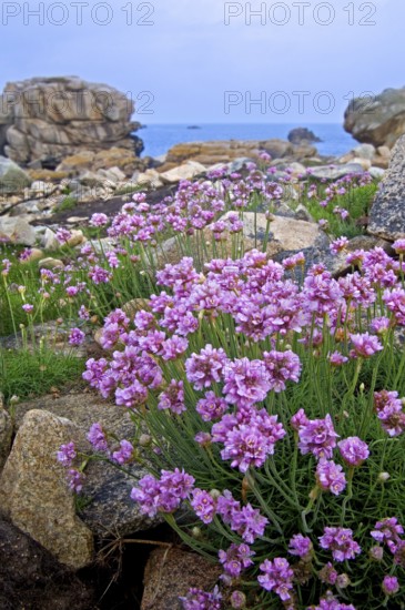 Sea thrift, sea pink in flower among rocks, sea carnation, sea thrift, sea pink in flower among