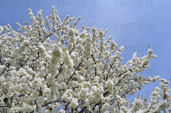 Cherry tree blossoming (Prunus avium) (Cerasus avium) against blue sky, Haspengouw, Belgium, Europe