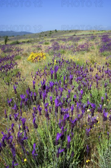 French lavender, Spanish lavender (Lavandula stoechas), topped lavender in flower