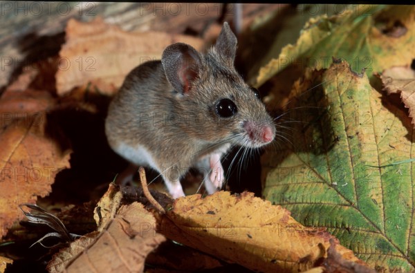 Wood Mouse (Apodemus sylvaticus), Germany, Europe