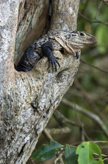 Black spiny-tailed iguana (Ctenosaura similis), black iguana, black ctenosaur in tree cavity, Costa