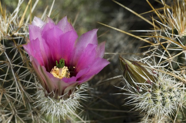 Golden hedgehog cactus, Nichols hedgehog cactus (Echinocereus nicholii) close-up of pink flower and