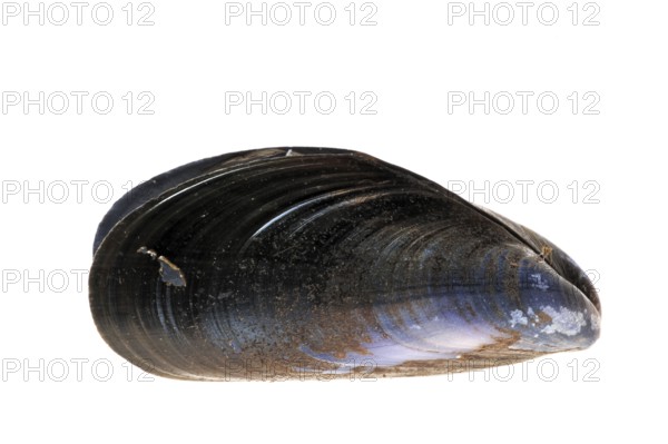 Common (Mytilus edulis) mussel, blue mussel shells on white background