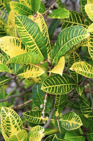 Phyllanthus (Phyllanthus juglandifolius)