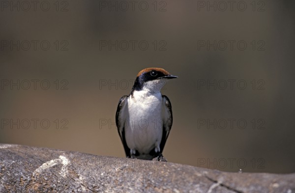 Wire-tailed Swallow, Chobe National Park, Botswana (Hirundo smithii)