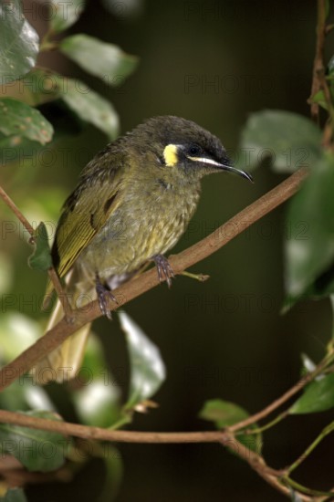 Golden-eared Honeyeater, Lamington National Park (Meliphaga lewinii), Australia, Oceania