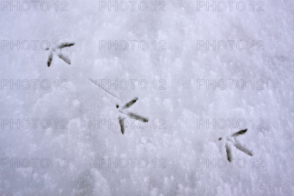 Eurasian oystercatcher (Haematopus ostralegus), tracks in the snow, Lower Saxon Wadden Sea National