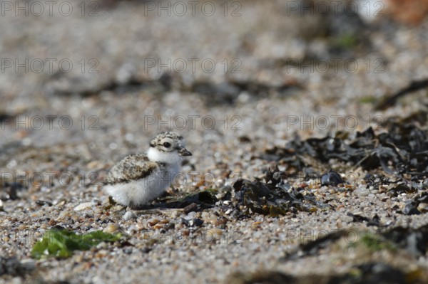 Little Ringed Plover (Charadrius hiaticula), young bird foraging on the beach, Lower Saxon Wadden