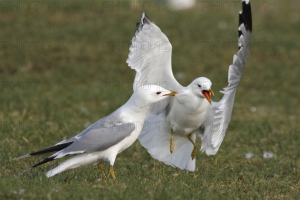 Common gull (Larus canus), territorial fight in the colony, Lower Saxony Wadden Sea National Park,