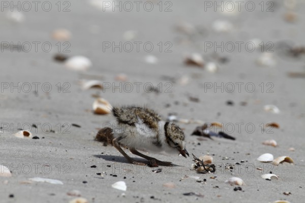 Little Ringed Plover (Charadrius hiaticula), young bird foraging on the beach, Lower Saxon Wadden
