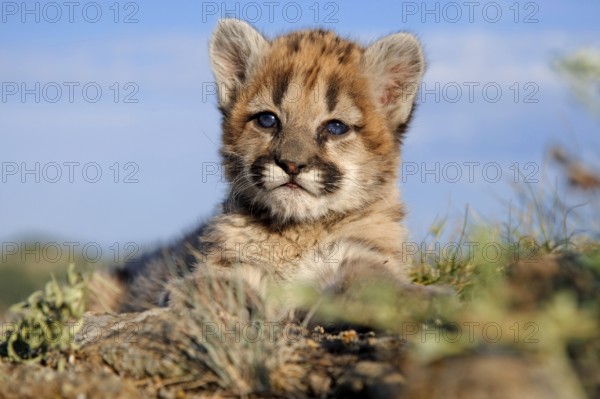 Cougar, young (Felis concolor), mountain lion