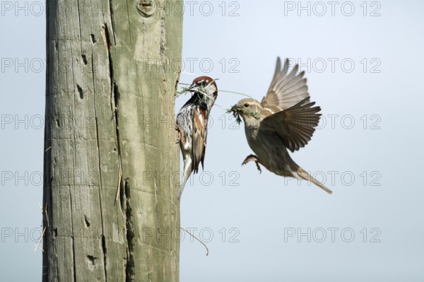 Spanish Sparrows (Passer hispaniolensis), pair at nest hole, Portugal, Europe