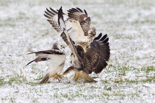 Common Buzzard, fighting over food, Lower Saxony, Germany (Buteo buteo)