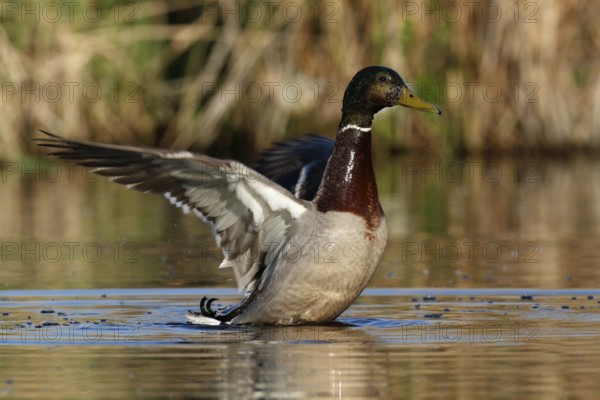 Mallard (Anas platyrhynchos), drake spreading its wings, Peene Valley River Landscape nature park