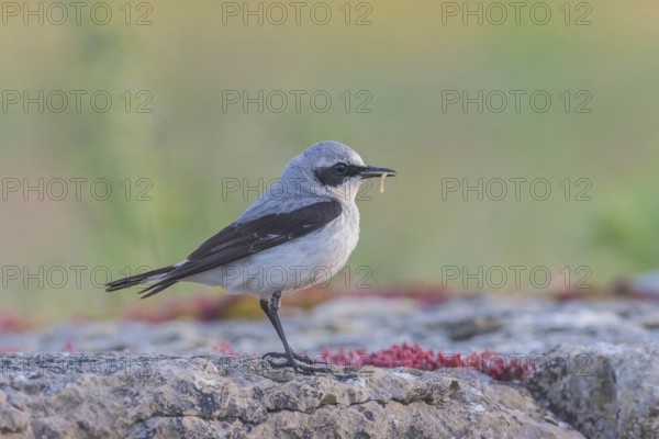 Northern wheatear (Oenanthe oenanthe), male with food, Öland Island, Sweden, Europe