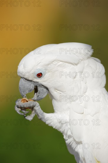 White cockatoo (Cacatua alba), portrait, captive, occurrence in Indonesia