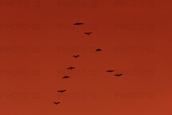 (Copyright © www.dresden-fotografie.de, Sylvio Dittrich, +49 1772156417) Wild geese in the autumn
