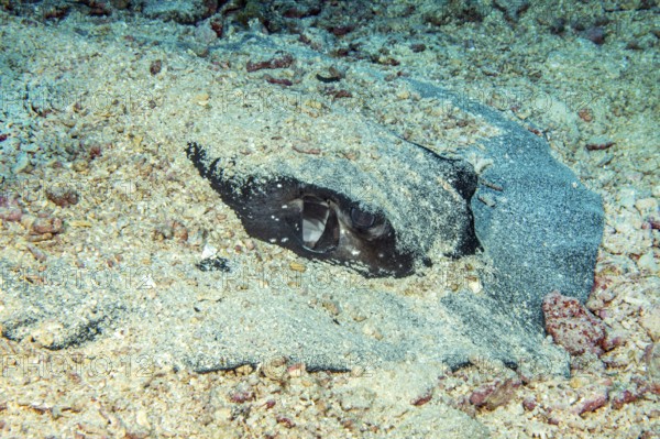 Lateral close-up of head camouflaged with sand Body of mangrove stingray (Urogymnus granulatus)