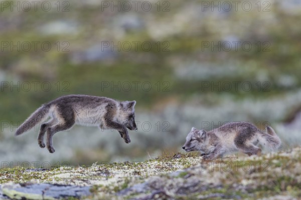 Arctic foxes (Vulpes lagopus), two puppies playing, Varanger, Northern Norway, Norway, Europe