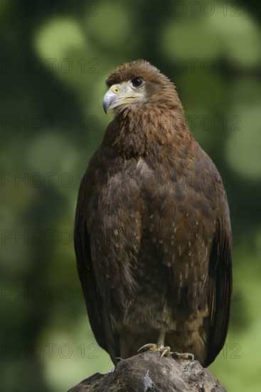 Mountain caracara (Daptrius megalopterus) (Phalcoboenus megalopterus), immature, captive, occurring