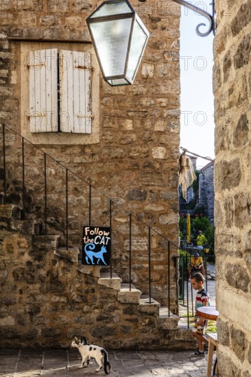 Alstadtgasse with cat, Budva, Montenegro, Budva, Montenegro, Europe