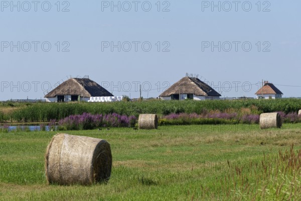 Puszta and steppe landscape in Hortobagy National Park, Hortobagy Nemzeti Park, UNESCO Biosphere
