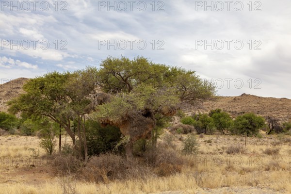 Tree with community nest of settler weavers (Philetairus socius), Namibia, Africa
