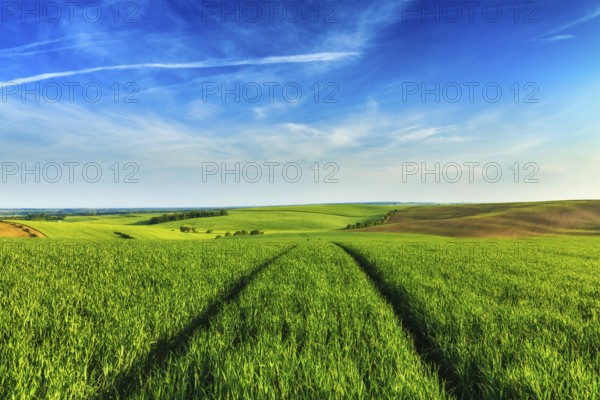 Green fields of Moravia with blue sky, Czech Republic, Europe