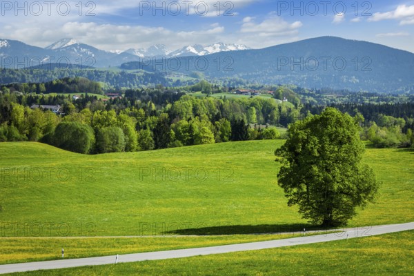 Road in pastoral idyllic german countryside with Bavarian Alps in background on beautiful summer