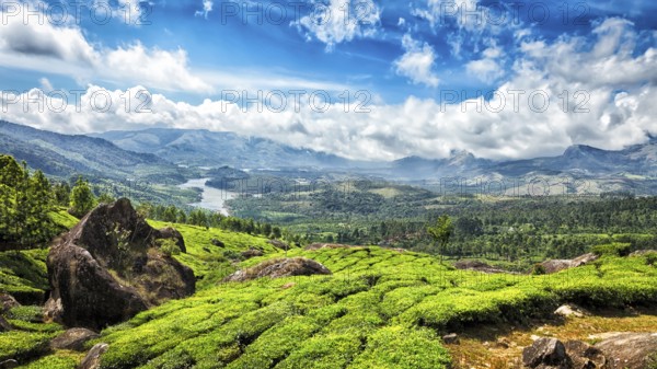 Panorama of green tea plantations in Munnar, Kerala, India, Asia