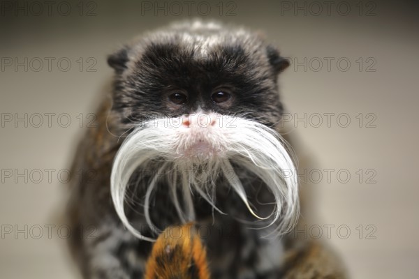 Caesarean tamarin, emperortamarin (Saguinus imperator), adult, portrait, captive