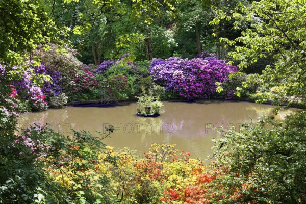 Rhododendron blossom around a pond in the castle park, created in the 18th century. Berleburg