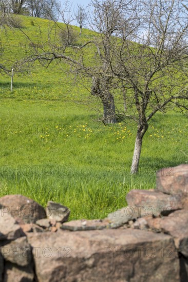 Dry stone wall, slope with old orchard with wild tulip (Tulipa sylvestris) in flower, Saxony,