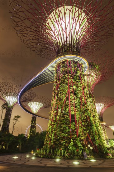 SINGAPORE, DECEMBER 31, 2013: Night view of Supertree Grove at Gardens by the Bay. Futuristic park