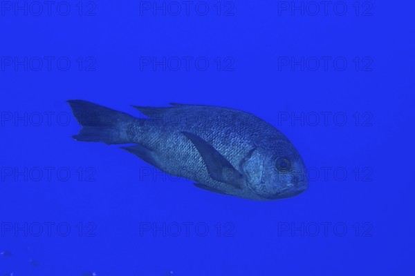 Black and white snapper (Macolor niger), Dangerous Reef Dive Site, St Johns Reef, Saint Johns, Red