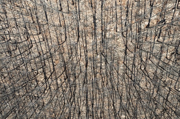 Burned Stone or Umbrella Pines (Pinus pinea) after a forest fire, aerial view, drone shot, Sierra