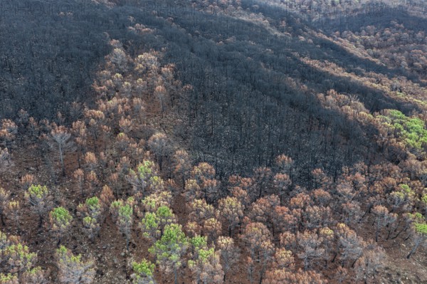 Burned Stone or Umbrella Pines (Pinus pinea) after a forest fire, aerial view, drone shot, Sierra