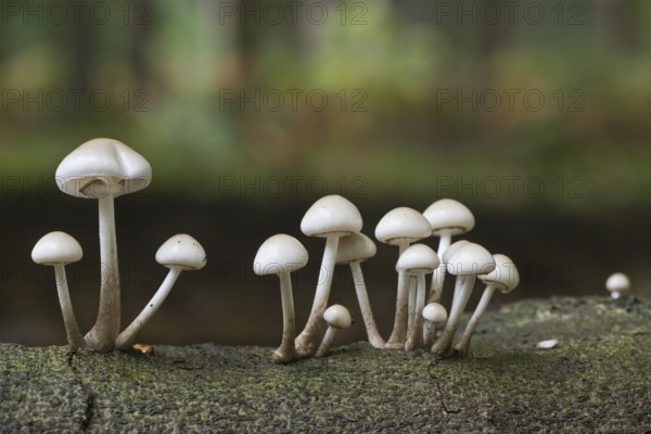 Porcelain fungi (Oudemansiella mucida), Emsland, Lower Saxony, Germany, Europe