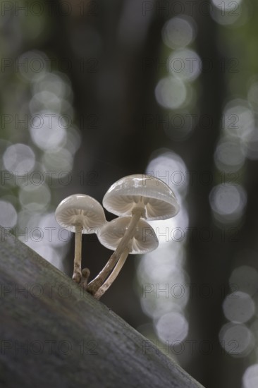 Porcelain fungi (Oudemansiella mucida), Emsland, Lower Saxony, Germany, Europe