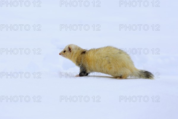 Ferret (Mustela putorius furo), adult, albino, in winter, in the snow, Bohemian Forest, Czech