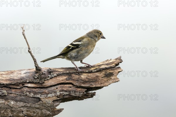 Madeiran chaffinch (Fringilla coelebs maderensis), sitting on a branch, Madeira, Portugal, Europe