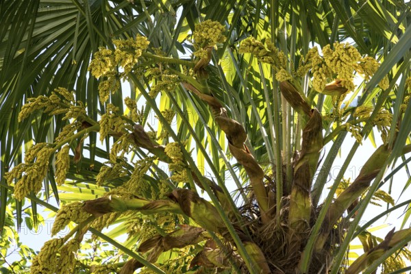 Chusan palm (Trachycarpus fortunei), flowering, inflorescence, Baden-Württemberg, Germany, Europe