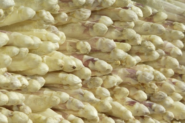 Asparagus (Asparagus officinalis), white