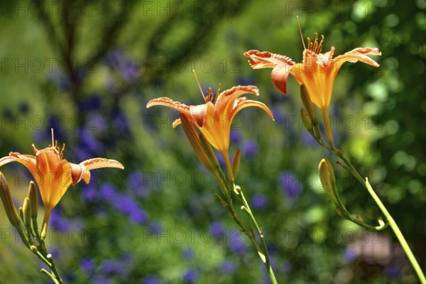 Flowering daylily (Hemerocallis fulva) amidst a flowering lavender (Lavandula angustifolia),