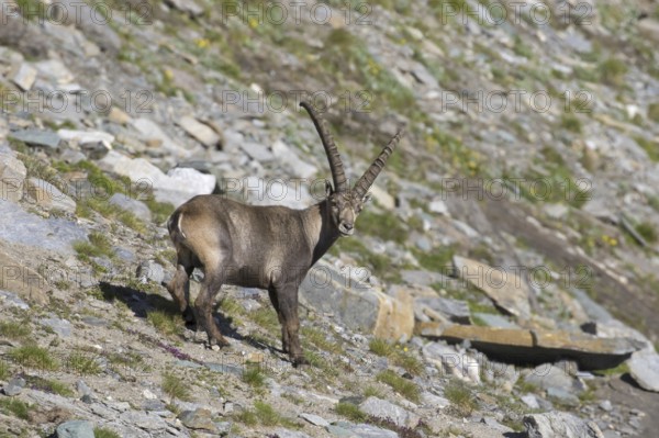 Alpine ibex (Capra ibex) male foraging on mountain slope in summer in the Hohe Tauern National