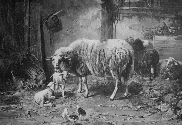 View into the animal stable with sheep and chickens, chicks, farm around 1880, Germany, Historic,