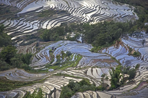 Terraced rice paddies on hillside near Xinjie in the Yuangyang district, Yunnan province, China,