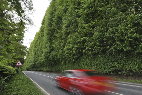 The Meikleour Beech Hedge (Fagus sylvatica), the tallest and longest hedge on earth, reaching 30