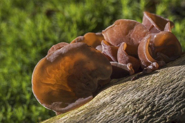 Jew's ear, black wood ear, jelly ear (Auricularia auricula-judae) fruit bodies on fallen tree trunk