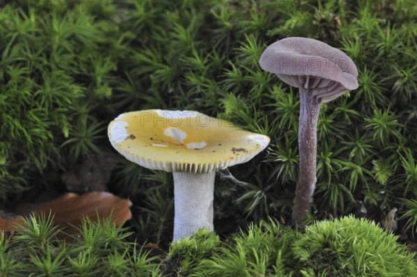 Ochre brittlegill, Common yellow russula (Russula ochroleuca) and Amethyst deceiver (Laccaria
